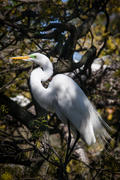 Great Egret in the Wild Oaks