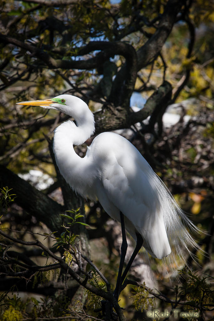 Great Egret in the Wild Oaks