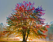 Autumn's Light through a Backlit Maple