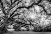 Live Oak, Magnolia Gardens
