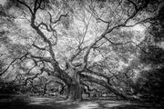 Angel Oak, John's Island (Rendered in Black and White)
