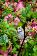 White-Throated Sparrow in Azaleas