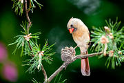 Female Cardinal, perching on Pine Bough
