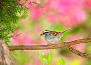 White-Throated Sparrow on Perch