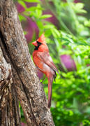 Classic Cardinal on Tree Trunk