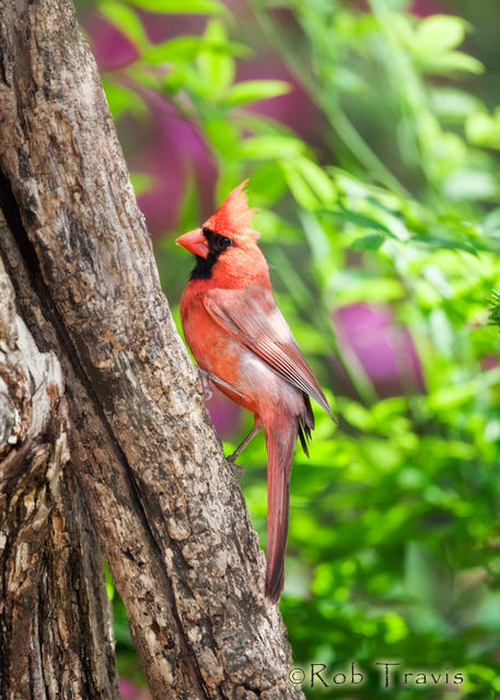 Classic Cardinal on Tree Trunk