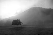 Tree in Morning Fog