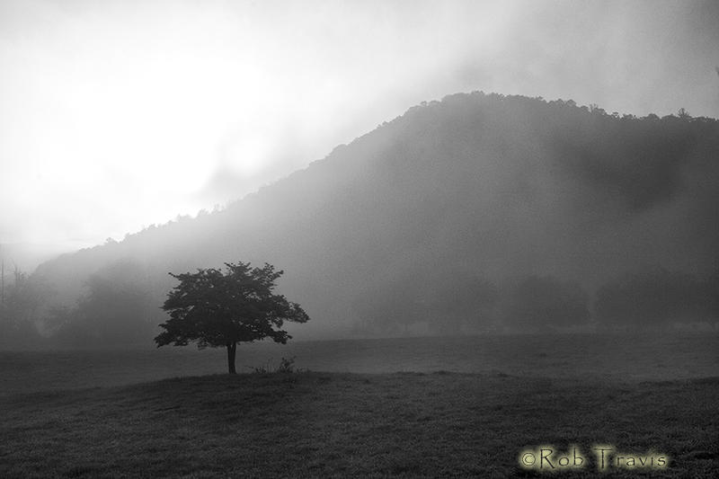 Tree in Morning Fog
